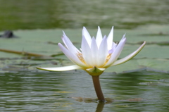 睡蓮