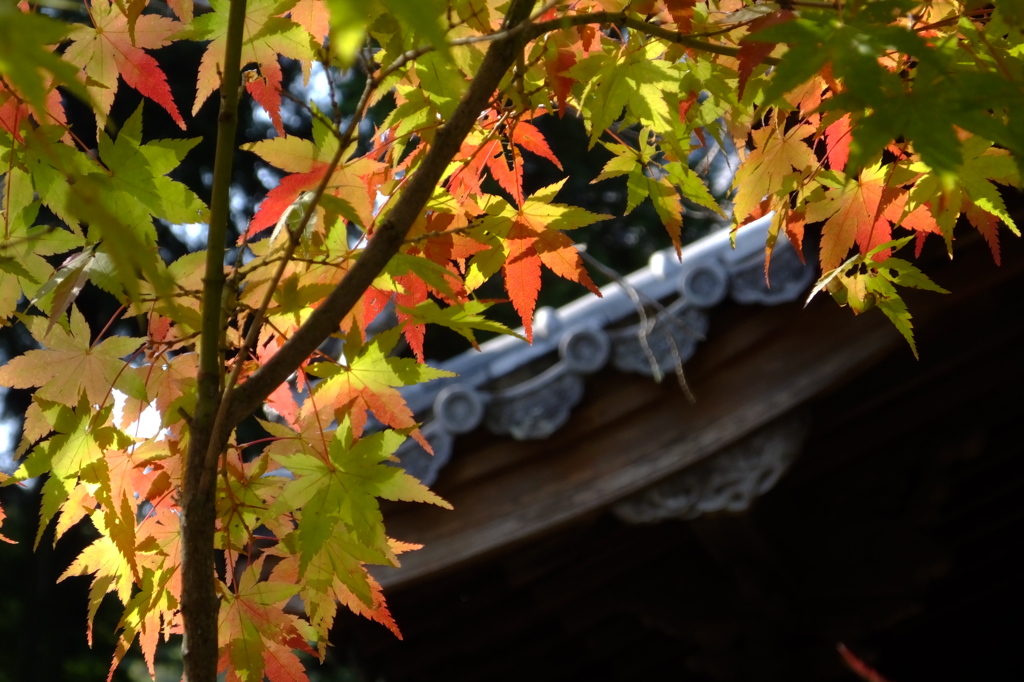 天祐寺の紅葉