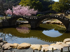 眼鏡の中の寒桜