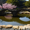 眼鏡の中の寒桜