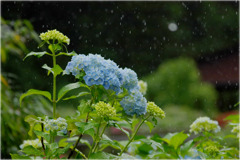 雨に打たれて～