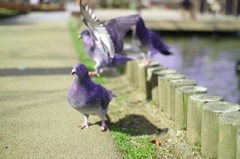 幸せが近寄ってくるかな