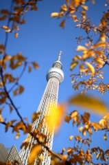 紅葉に囲まれたスカイツリー