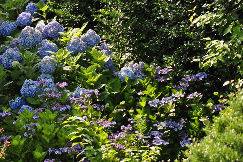 正に紫陽花