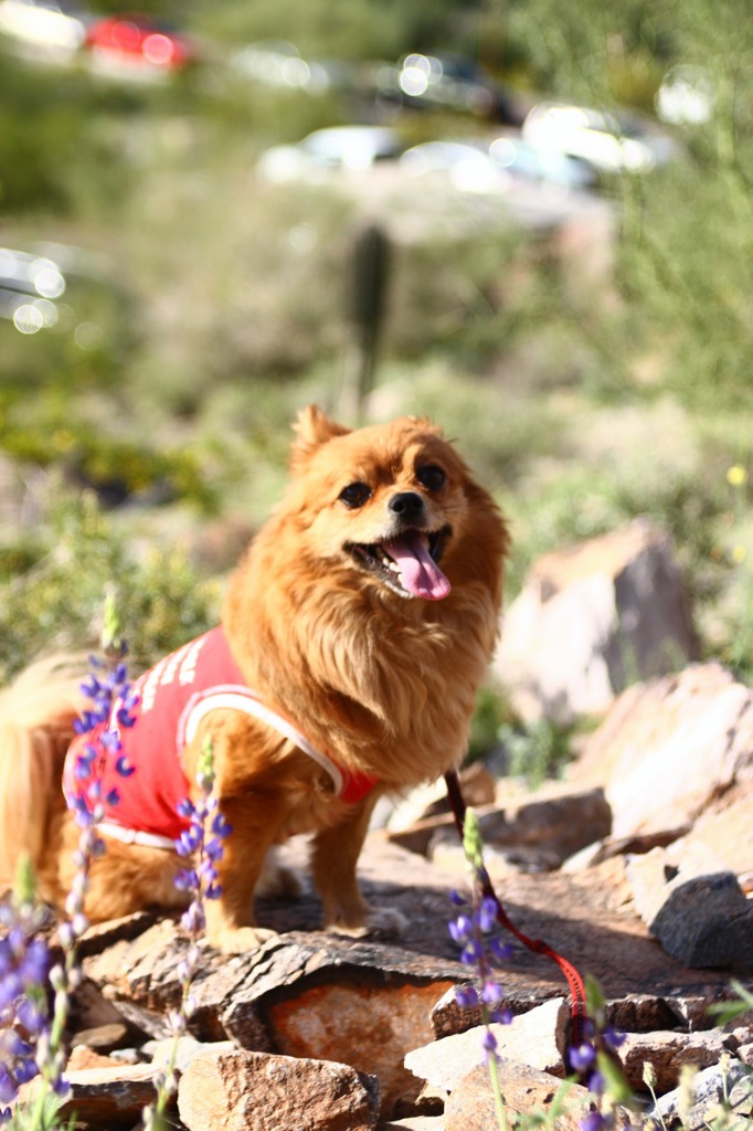 笑顔の愛犬