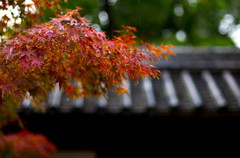 雨の紅葉