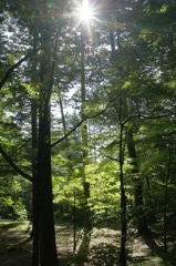 木漏れ日（強）