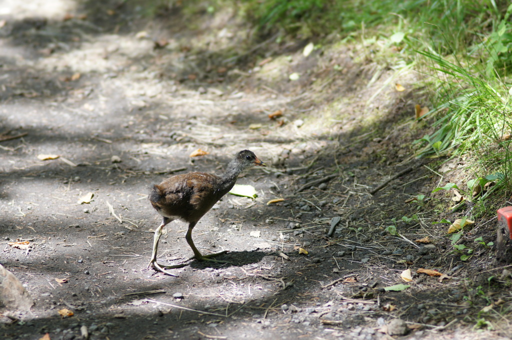 もう一人ぼっち