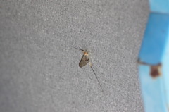 看板の裏にカゲロウ？