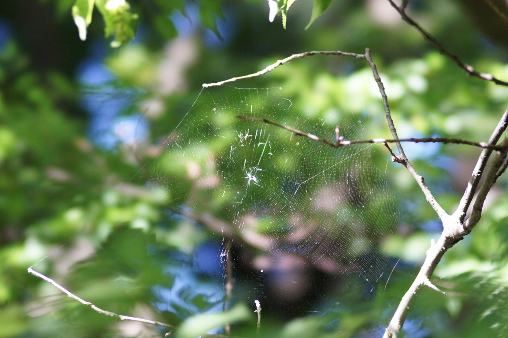 クモの巣