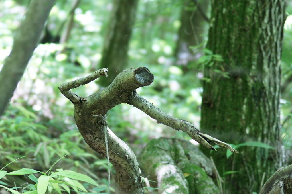 ポーズをとる枝
