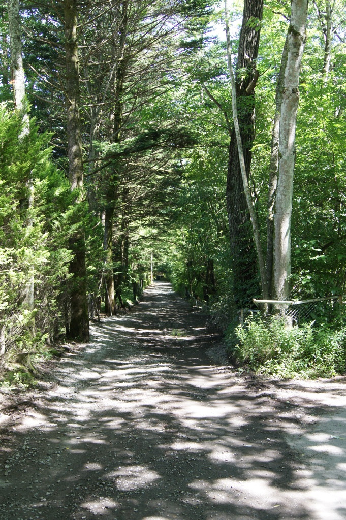 ひかりだらけの小道