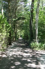 ひかりだらけの小道