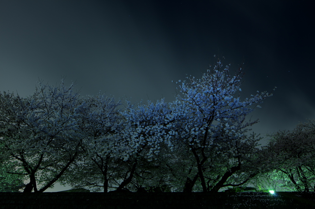 夜桜３