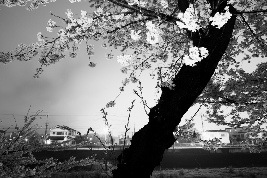 夜桜２