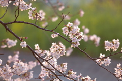 桜