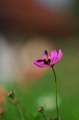 コスモスと蜂