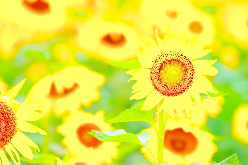 作用のひまわり畑