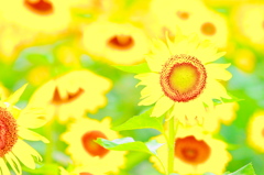 作用のひまわり畑
