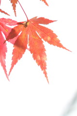 紅葉とカタツムリ