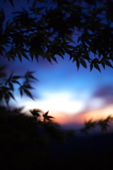 夕日と紅葉②