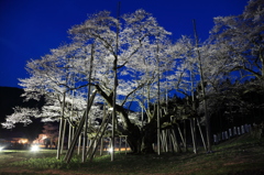 淡墨桜