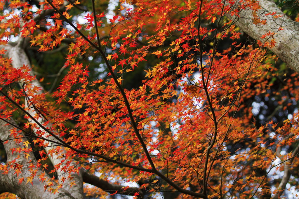 紅葉