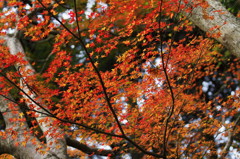 紅葉