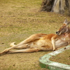 カンガルー