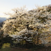 夕日に輝く