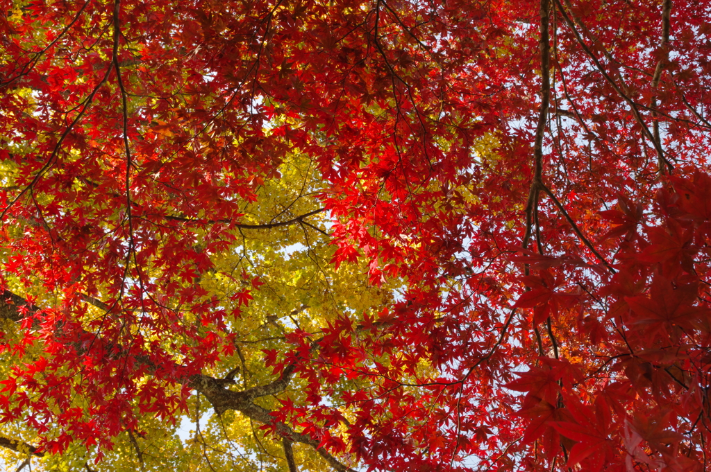 見上げてごらん～