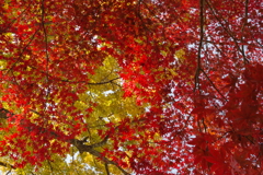 見上げてごらん～