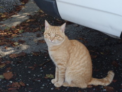 本吉駅の猫
