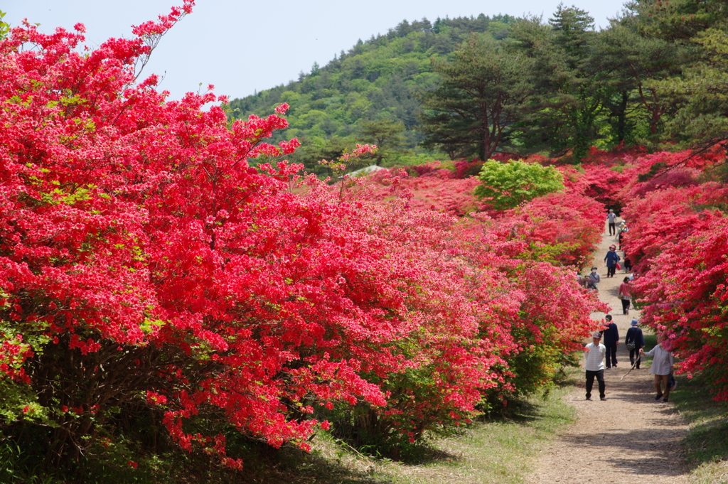 徳仙丈山のツツジ・登り