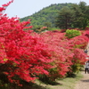 徳仙丈山のツツジ・登り