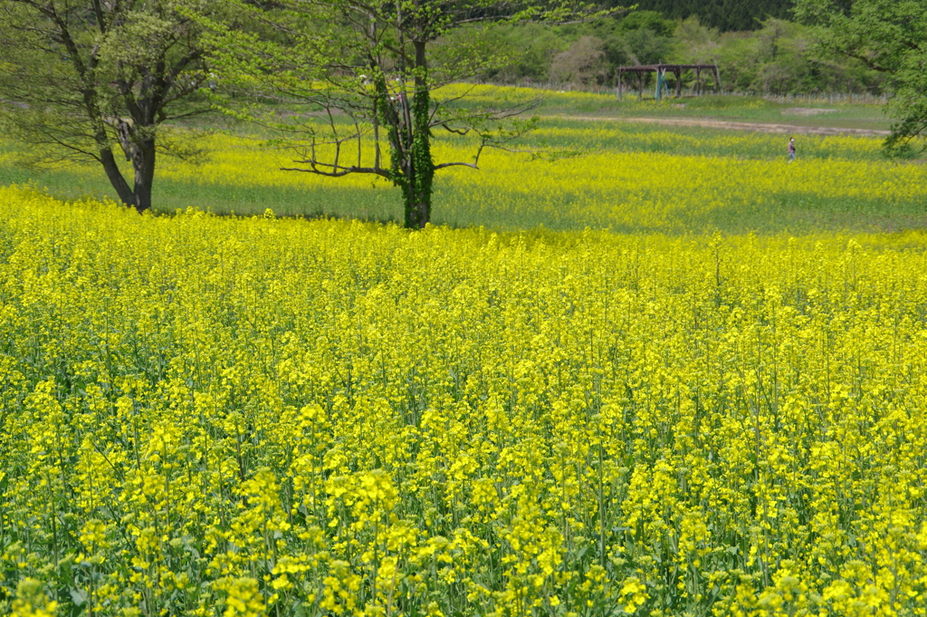 やくらいガーデン・菜の花