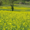 やくらいガーデン・菜の花