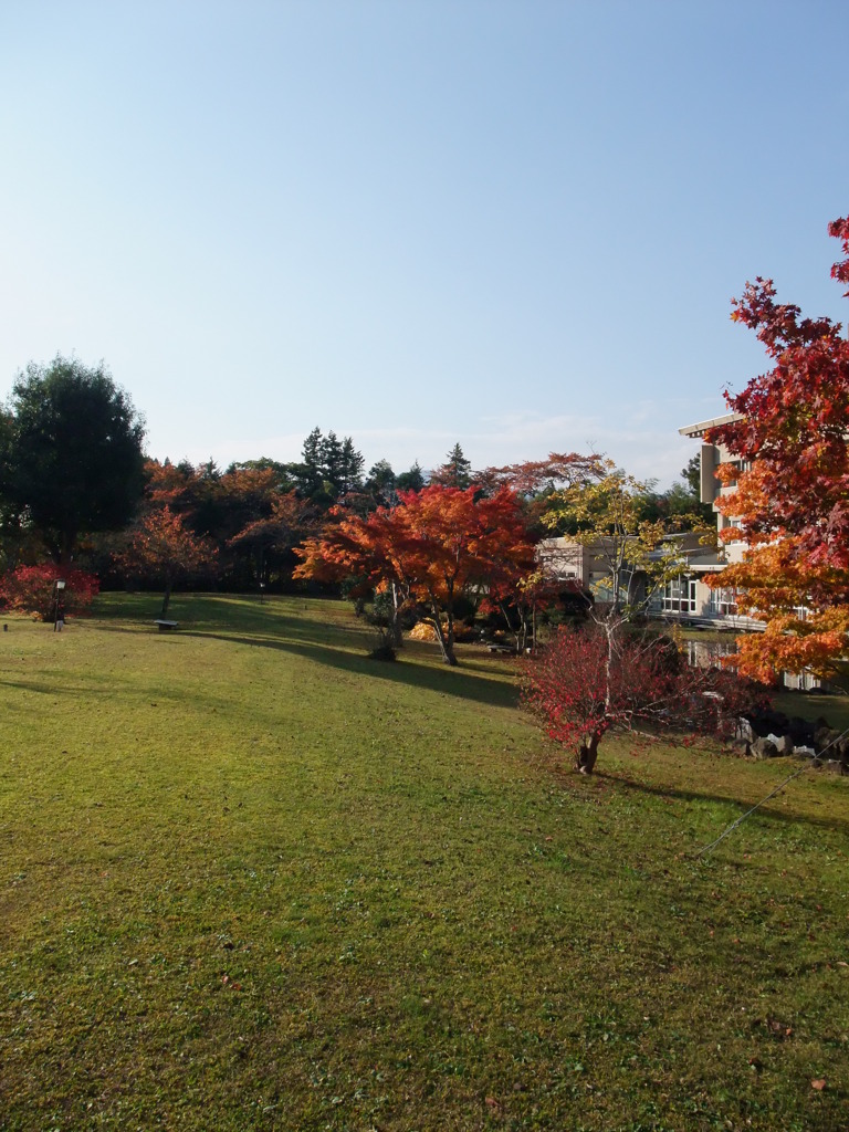 紅葉らしきもの・斜光