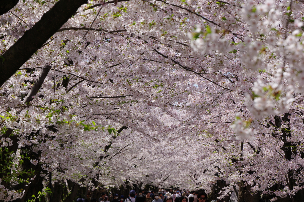 桜のトンネル散り始め by ウスメバル (ID:13470798) - 写真共有サイト:PHOTOHITO
