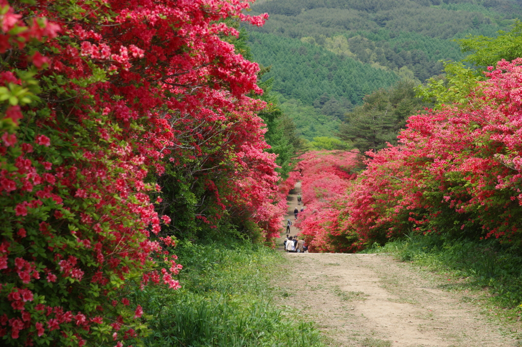 徳仙丈山のツツジ・下り