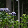 山の中の紫陽花