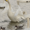 白鳥ですね。