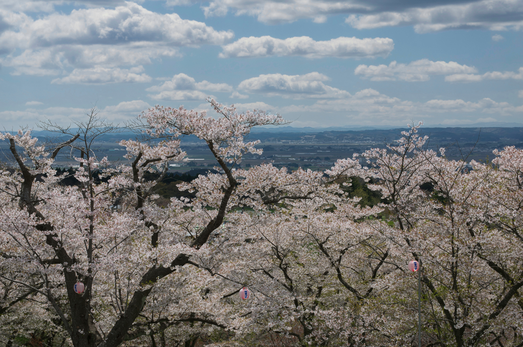 加護坊山の千本桜