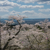 加護坊山の千本桜