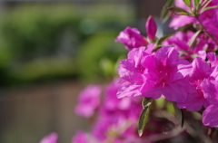 IMGP0773-1