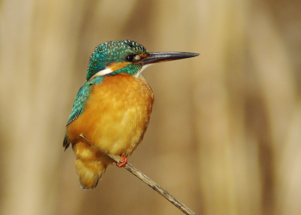 Common Kingfisher