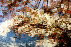 水面の色付き