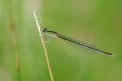 Damselfly