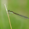 Damselfly