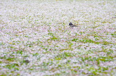 花びらを歩いてみる